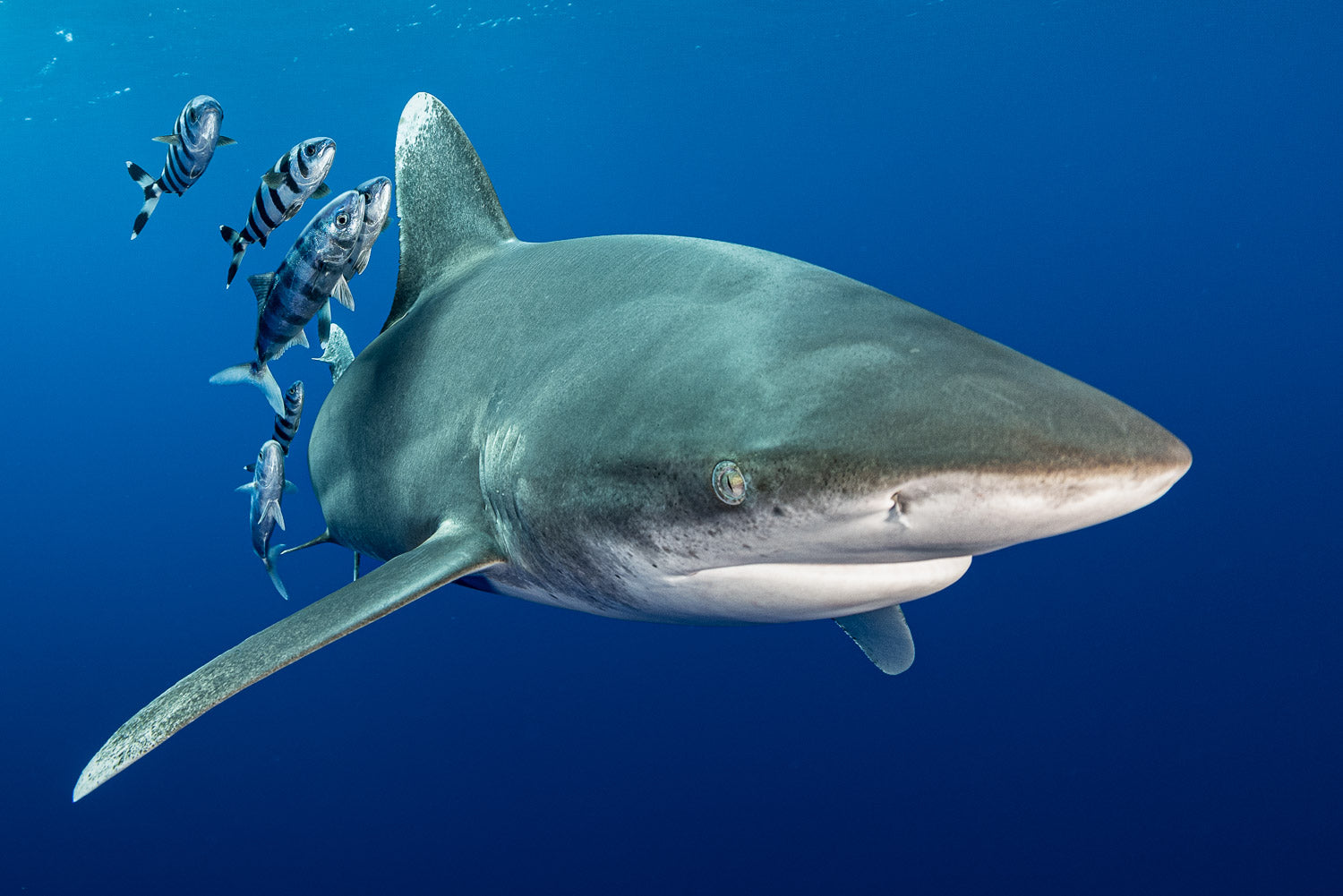 "Jailbird" - Cat Island, The Bahamas (Oceanic WhiteTip)