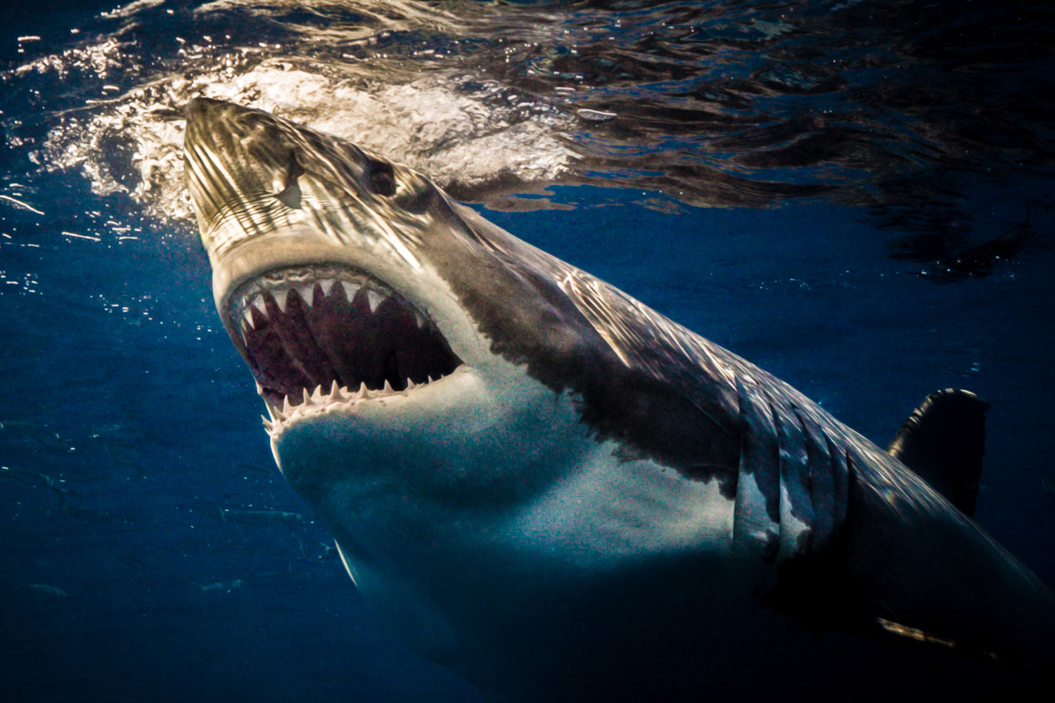 "Jaws" - Guadalupe, Mexico (Great White)