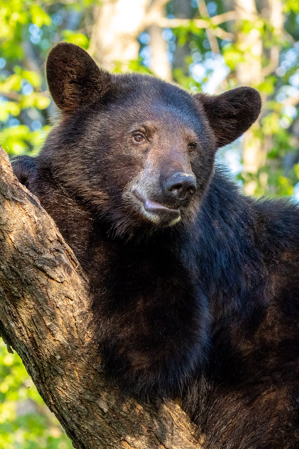 "Joe Cool" - Orr, Minnesota (Black Bear)
