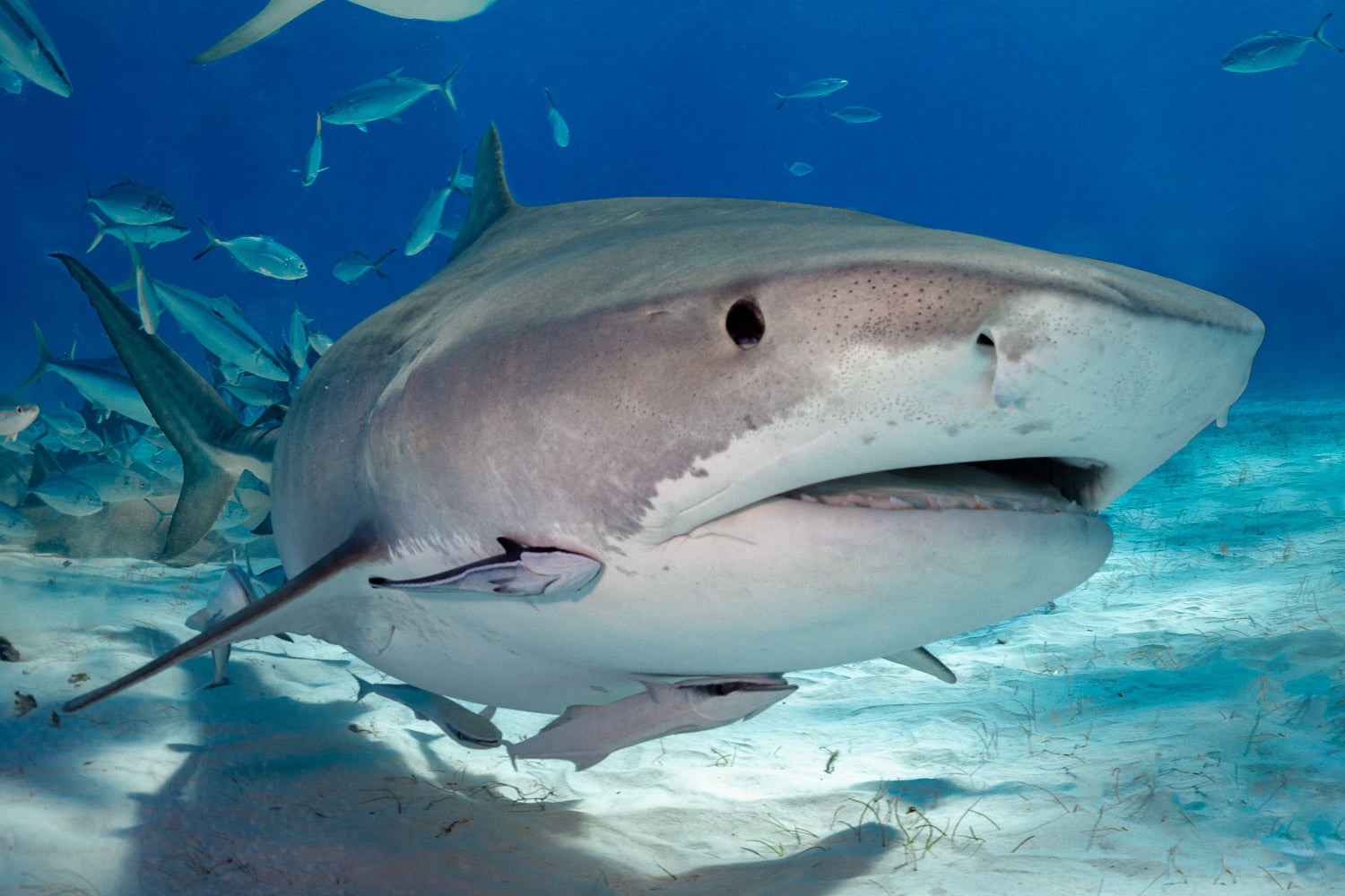 "Jokers" - Bimini, The Bahamas (Tiger Shark)