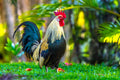 "Jungle Fowl"