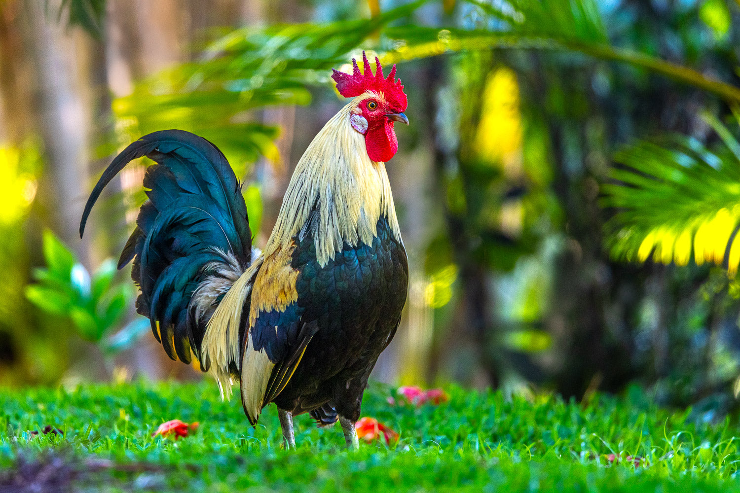 "Jungle Fowl"