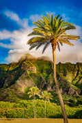 "Just Add Tinsel" - Chinaman's Hat, Oahu