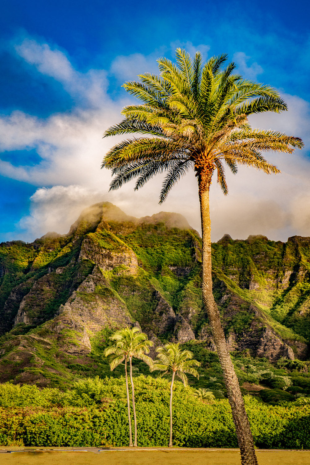 "Just Add Tinsel" - Chinaman's Hat, Oahu