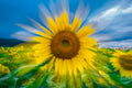 "Kaleidoscope" (Sunflower)