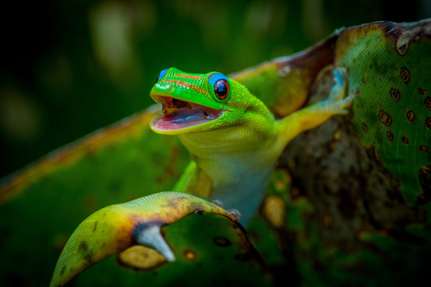 "Kermit" - Turtle Bay, Oahu