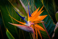 "King of Paradise" (Bird of Paradise)