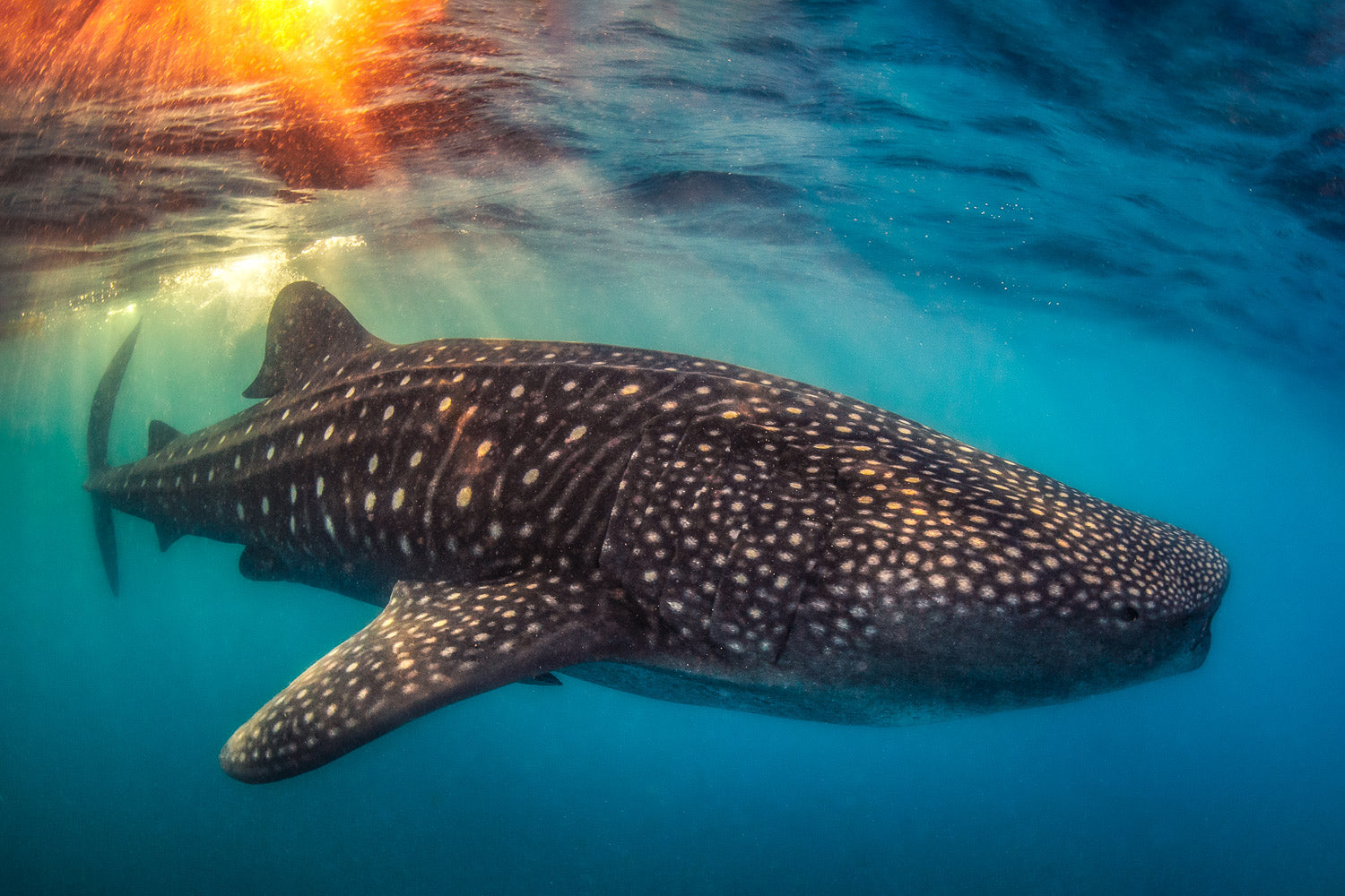 "Kissed By Fire" - Isla Mujeres, Mexico (Whale Shark)