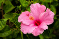 "Ko Queen" (Hibiscus)
