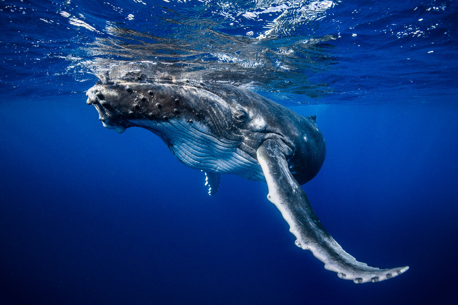 "Kolohe One" - Vavau, Tonga (Humpback Whale)