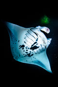 "Kona Nights" - Kona, Hawaii (Manta Ray)