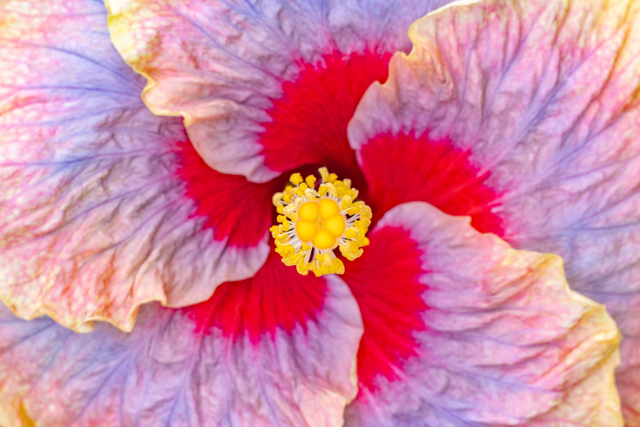 "Liam's Rainbow II" (Hibiscus)