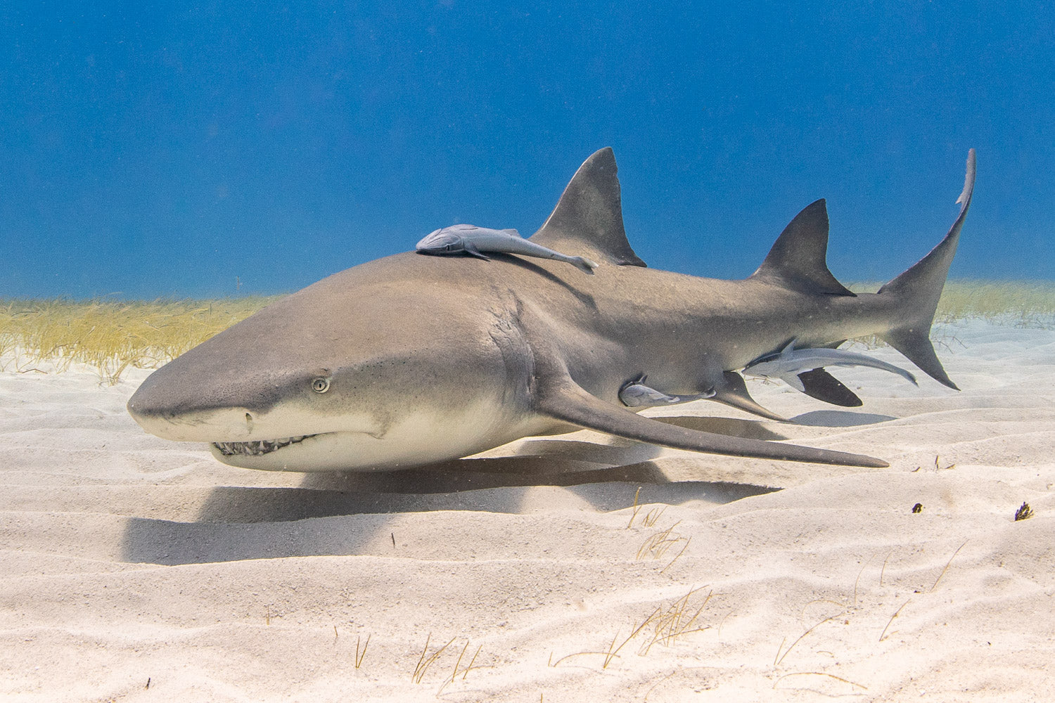 "Lemony Snickets" - Tiger Beach, The Bahamas (Lemon Shark)