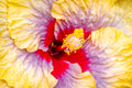 "Liam's Rainbow" (Hibiscus)