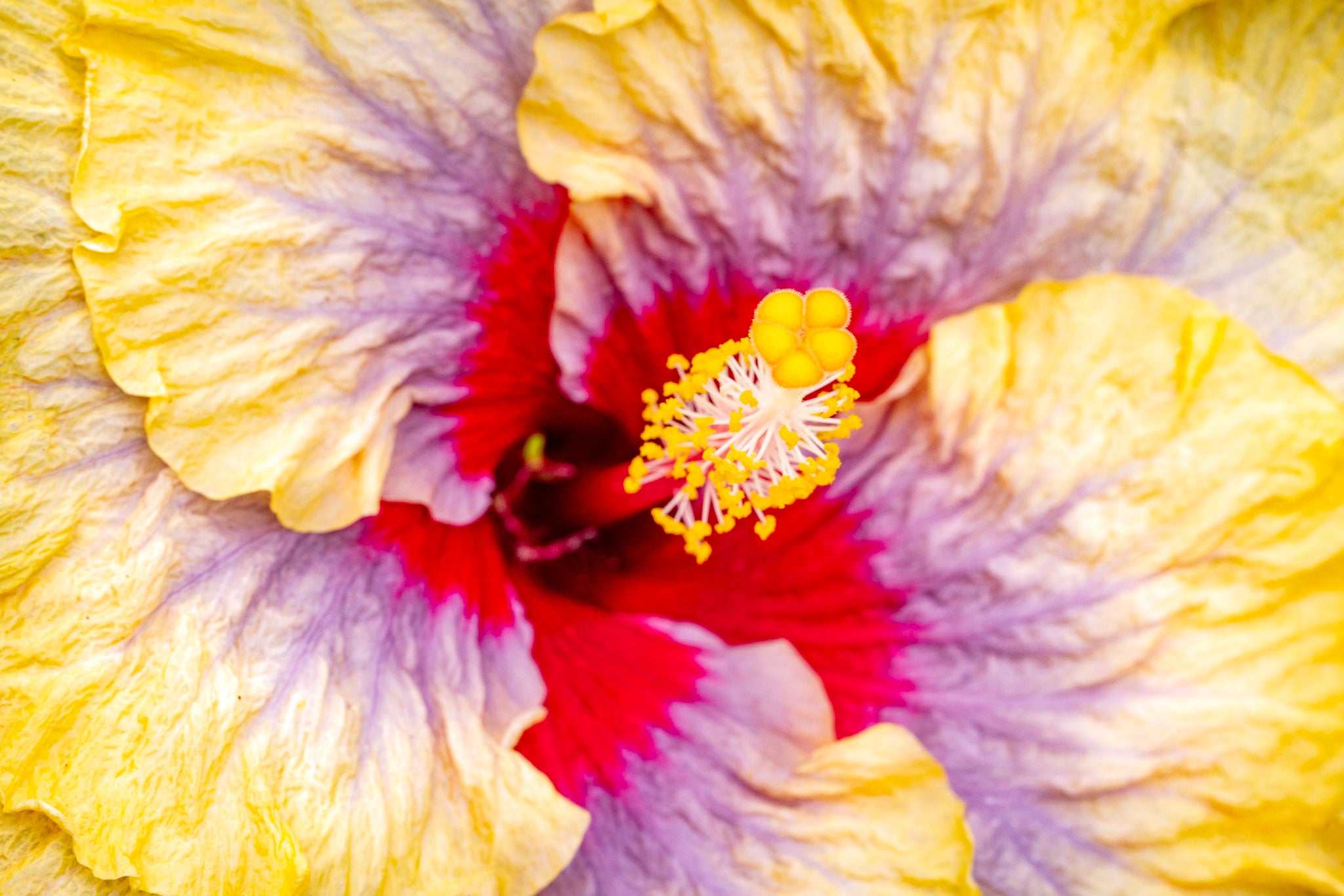 "Liam's Rainbow" (Hibiscus)