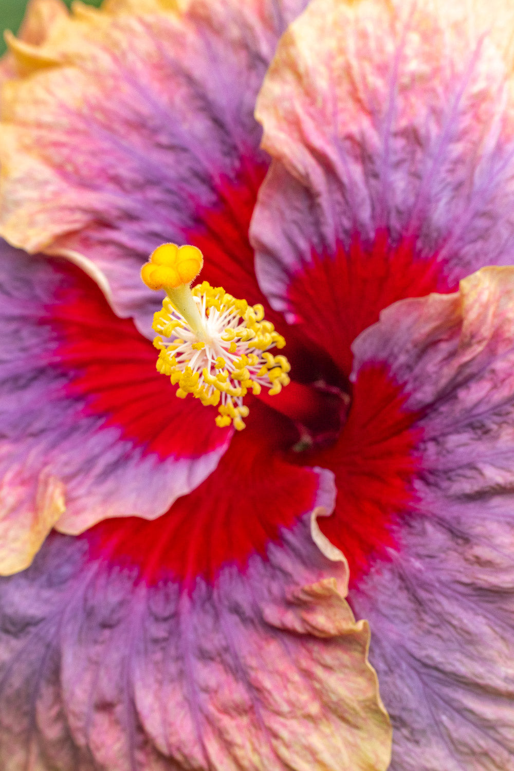 "Liam's Rainbow III" (Hibiscus)