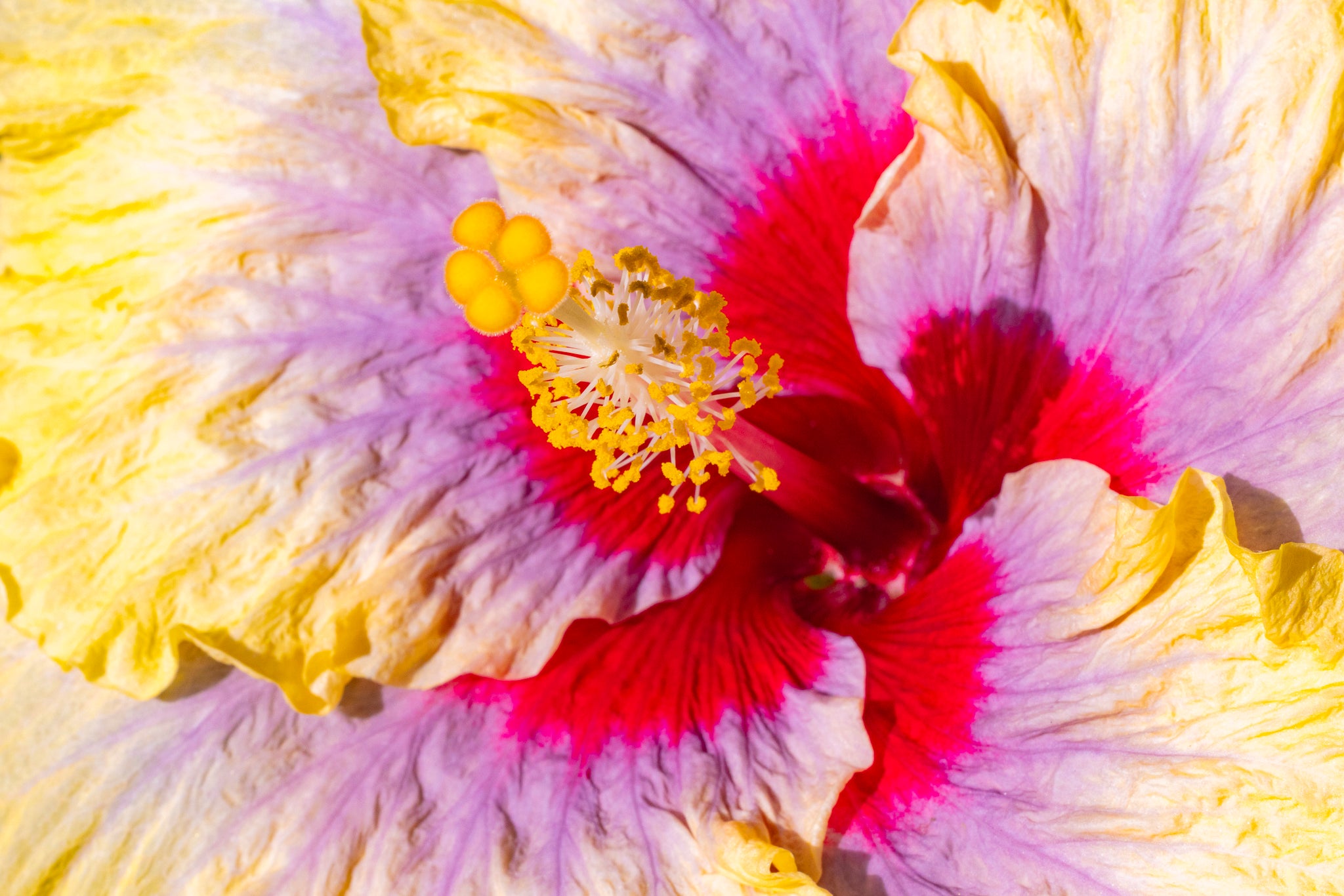 "Liam's Rainbow IV" (Hibiscus)