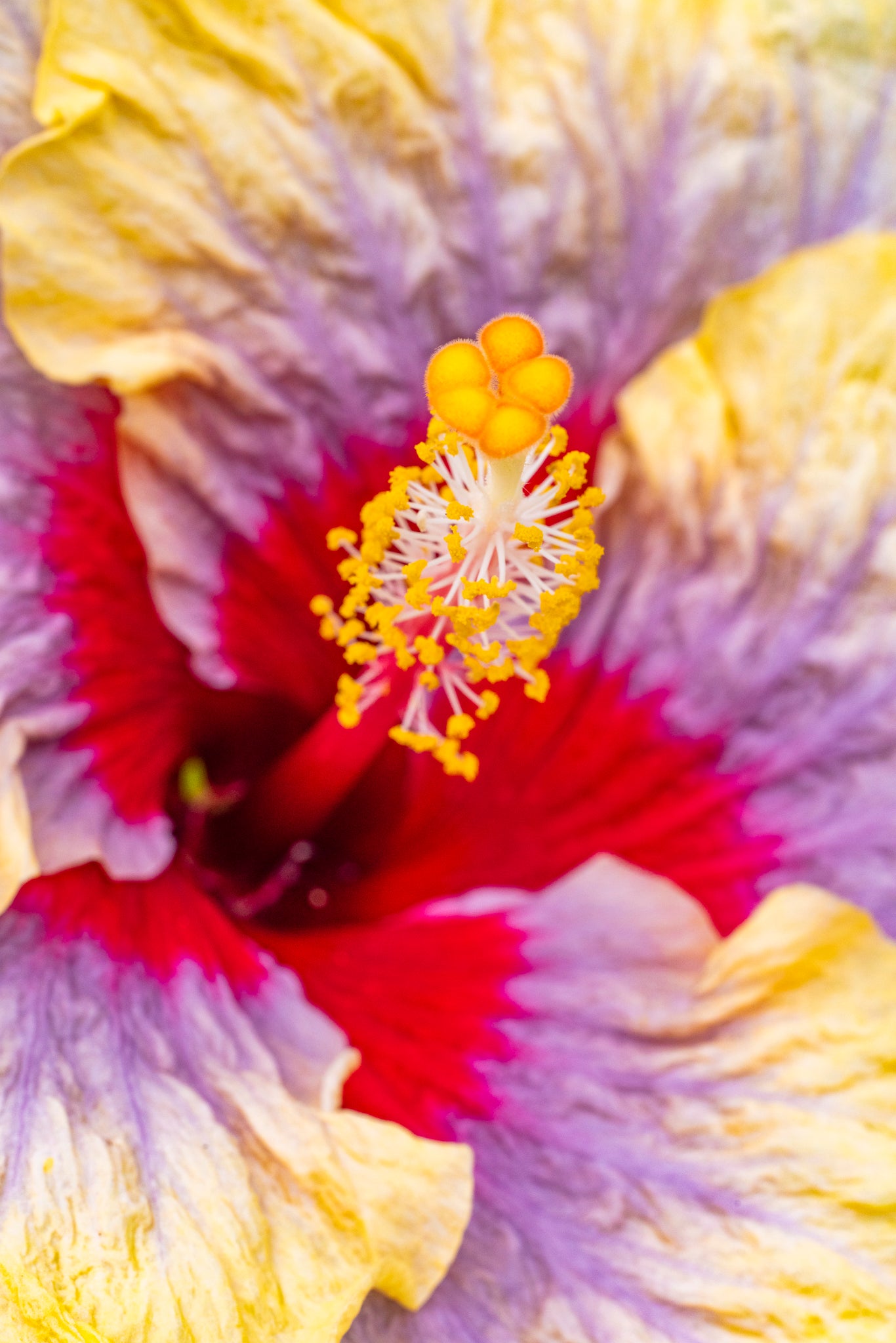 "Liam's Rainbow VI" (Hibiscus)