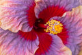 "Liam's Rainbow V" (Hibiscus)
