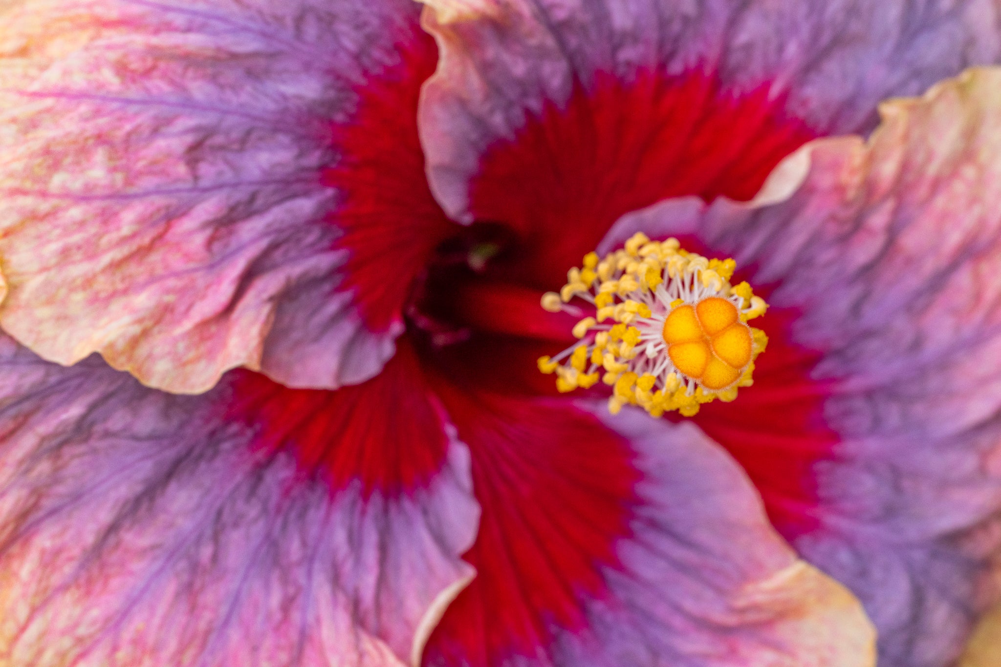 "Liam's Rainbow V" (Hibiscus)