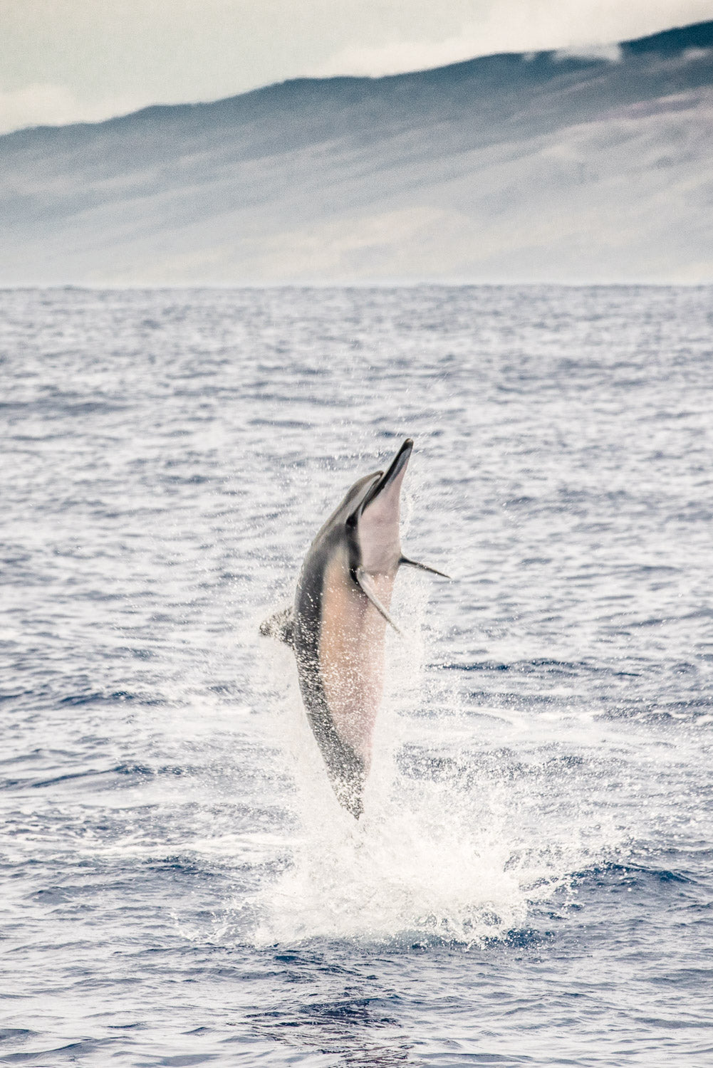 "Lift Off" - Lahaina, Maui