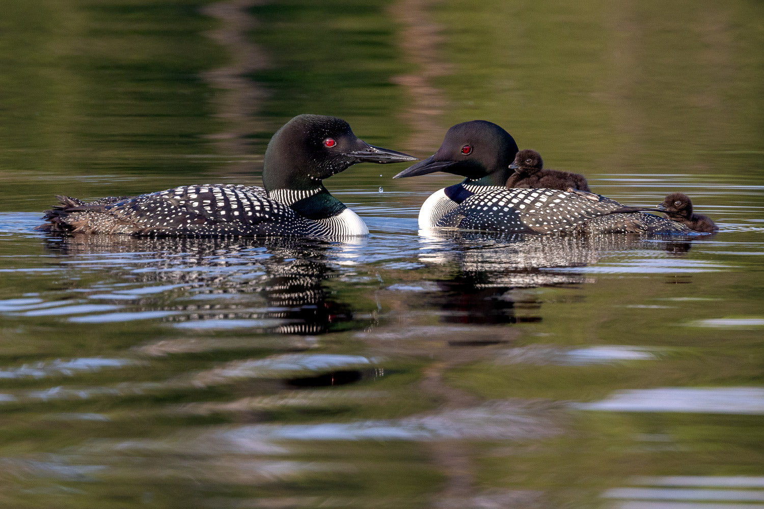"Loon Ohana" - Lake Vermillion, Minnesota (Common Loon)