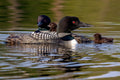 "Looney Tunes" - Lake Vermillion, Minnesota (Common Loon)