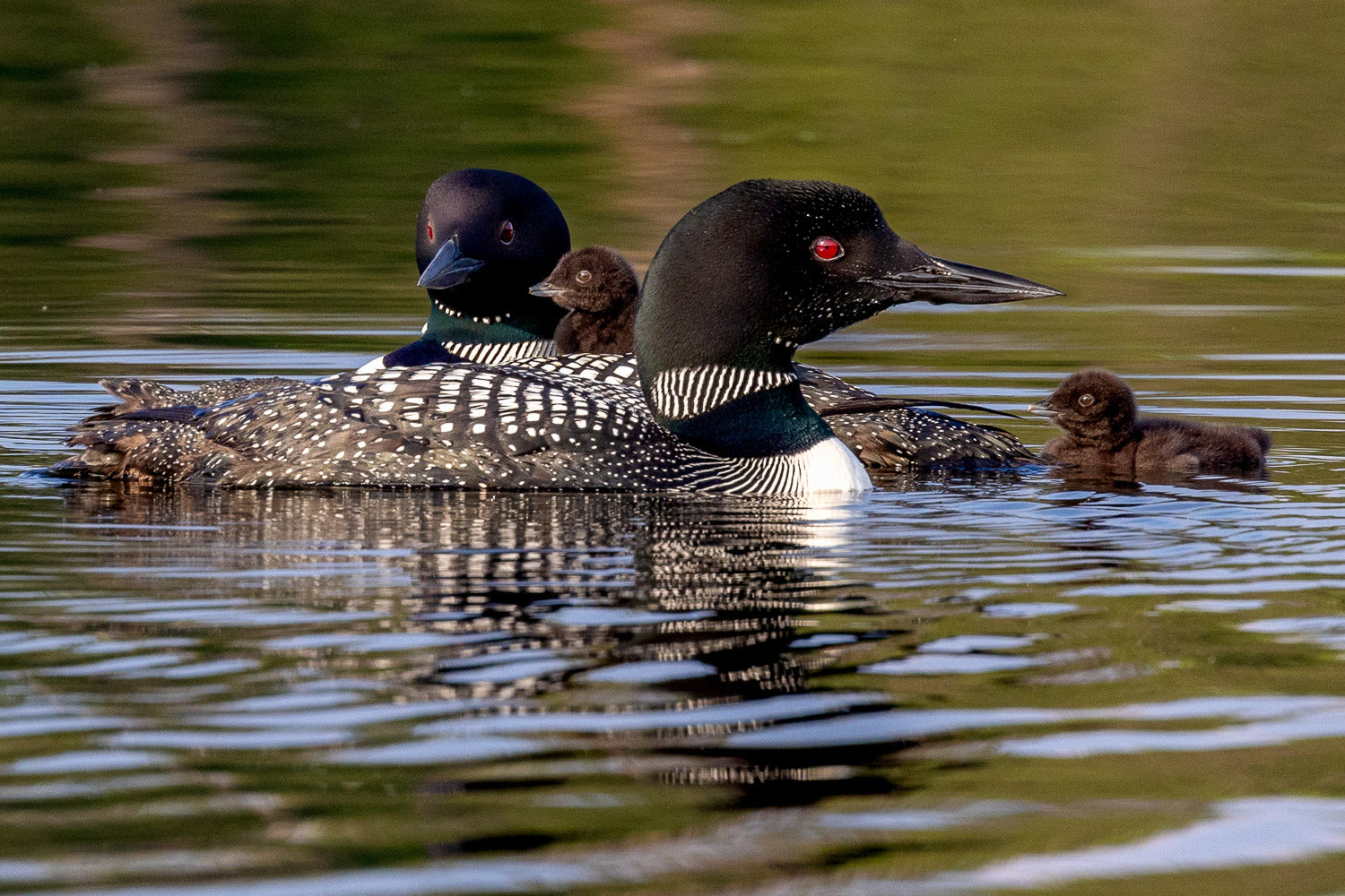"Looney Tunes" - Lake Vermillion, Minnesota (Common Loon)
