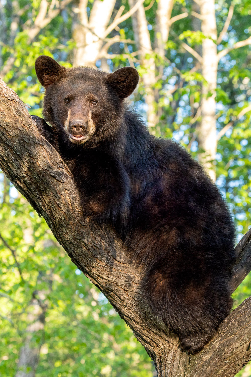 "Lounged" - Orr, Minnesota (Black Bear)