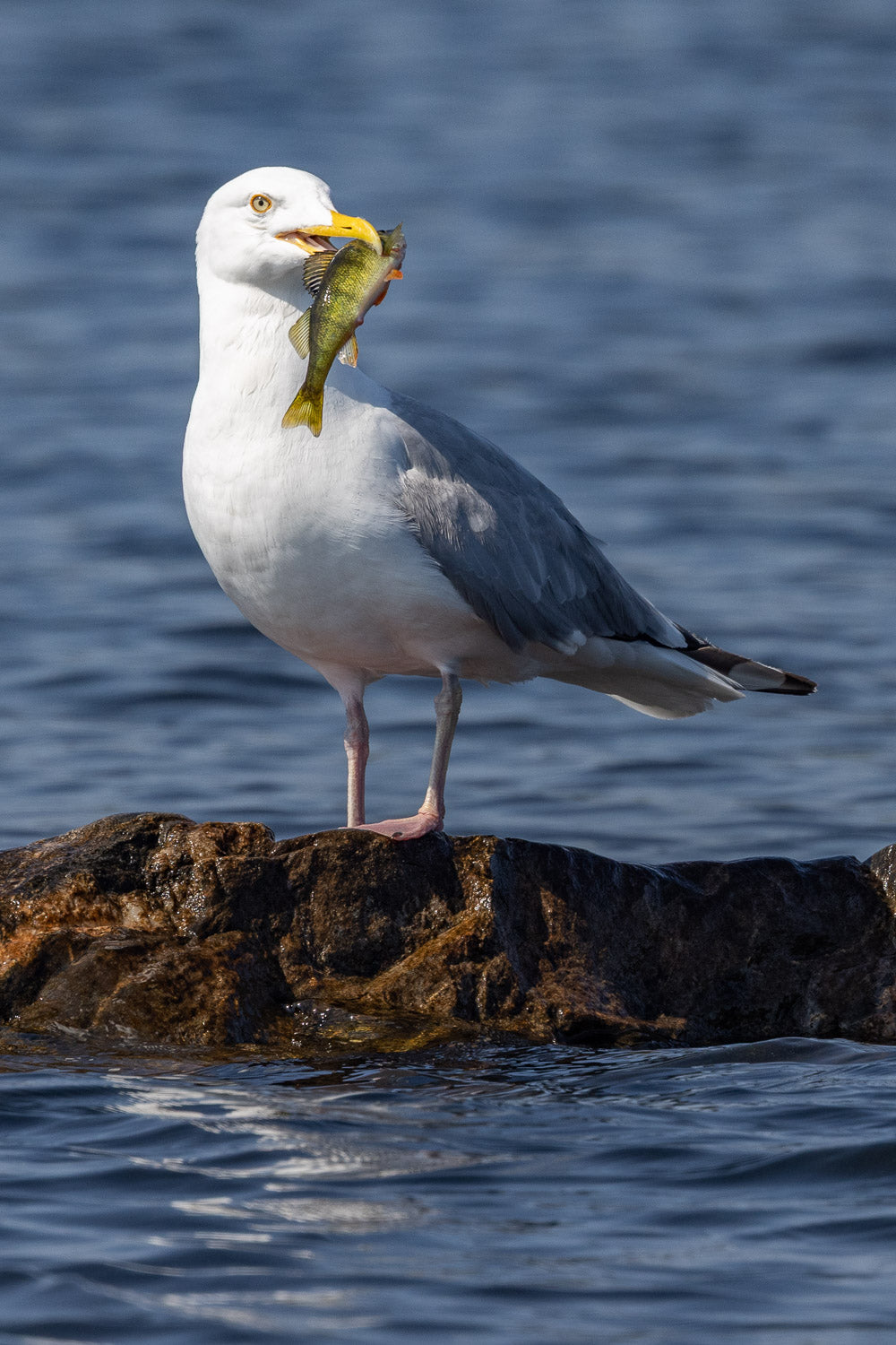 "Lunch" - Lake Vermillion, Minnesota (Common Gull)