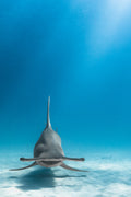 "MC the Great" - Bimini, The Bahamas (Great Hammerhead)