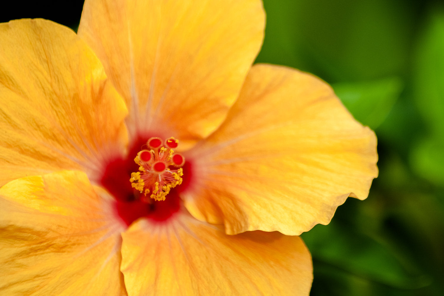 "Ma'o Hau Hele" (Hibiscus)