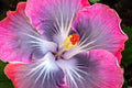 "Magic Crystal" (Hibiscus)