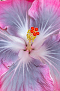 "Magic Crystal III" (Hibiscus)