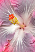 "Magic Crystal II" (Hibiscus)