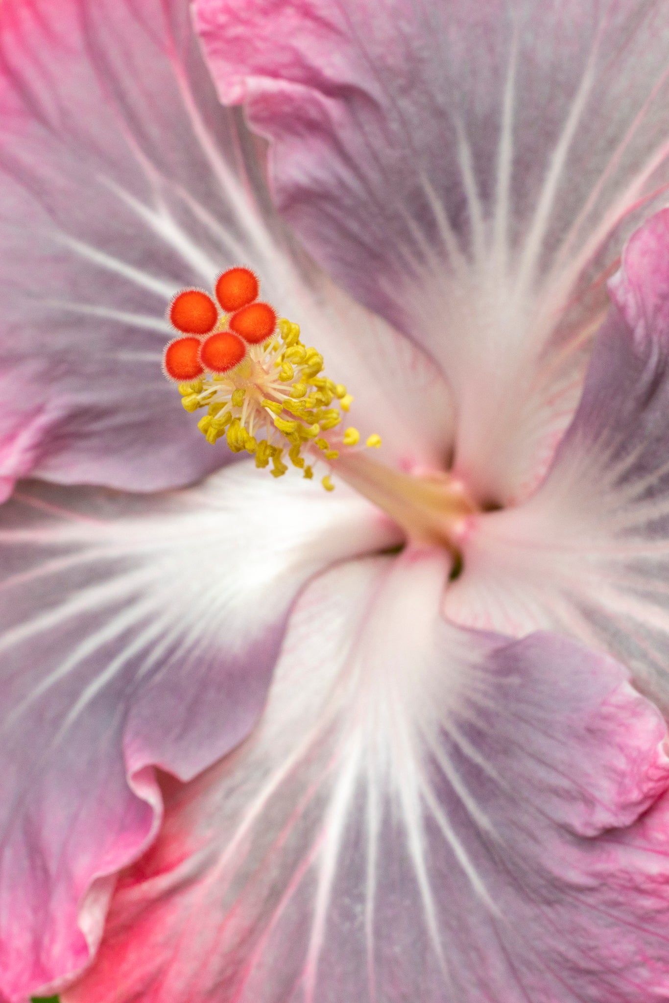 "Magic Crystal II" (Hibiscus)