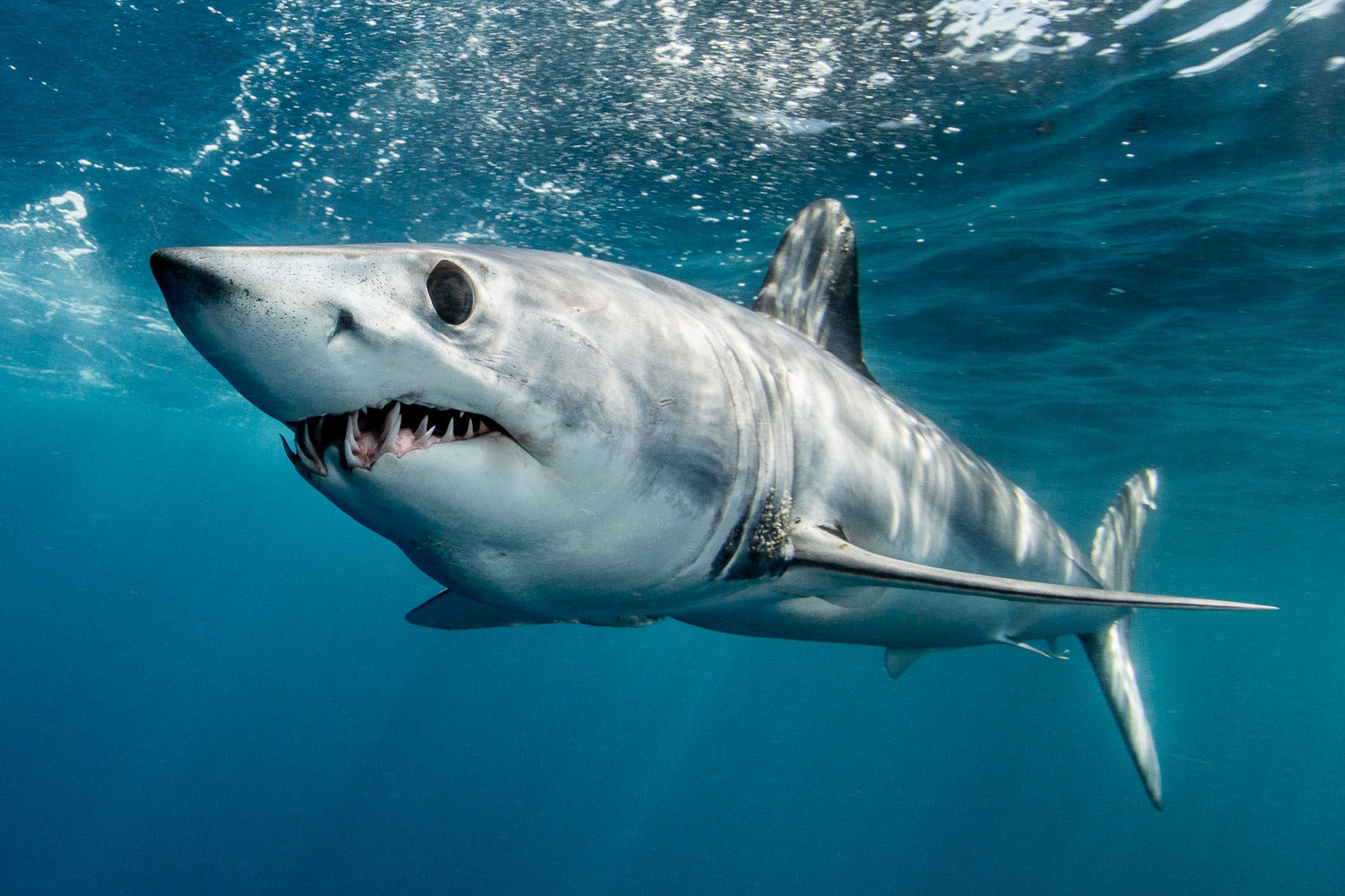 "Magic Mako" - Cabo San Lucas, Mexico (Mako Shark)
