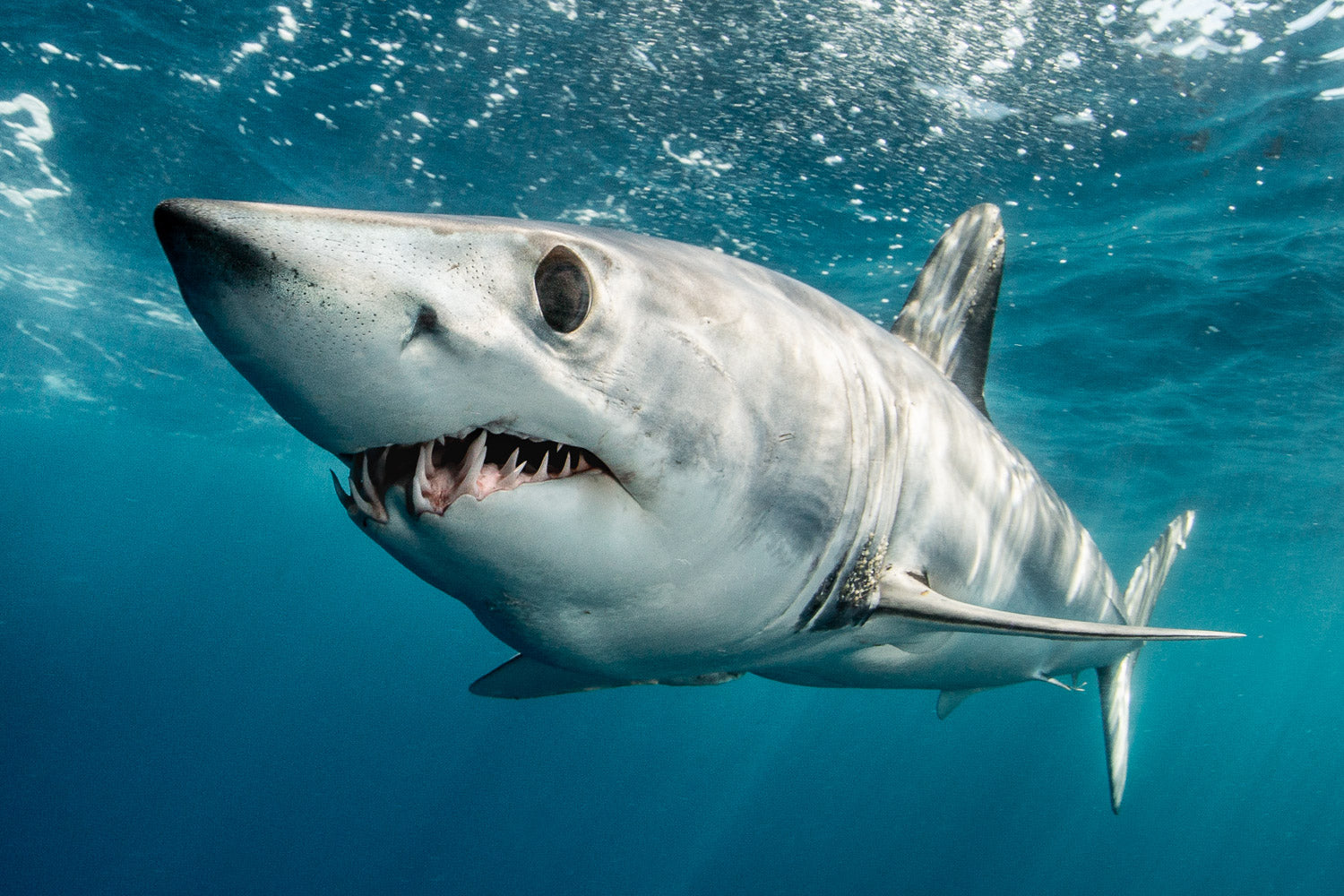 "Mako Magic" (Mako)