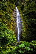 "Manoa Falls" - Honolulu, Oahu