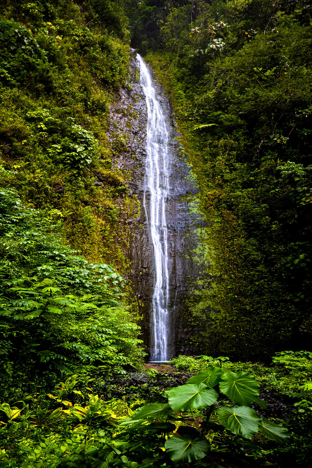 "Manoa Falls" - Honolulu, Oahu