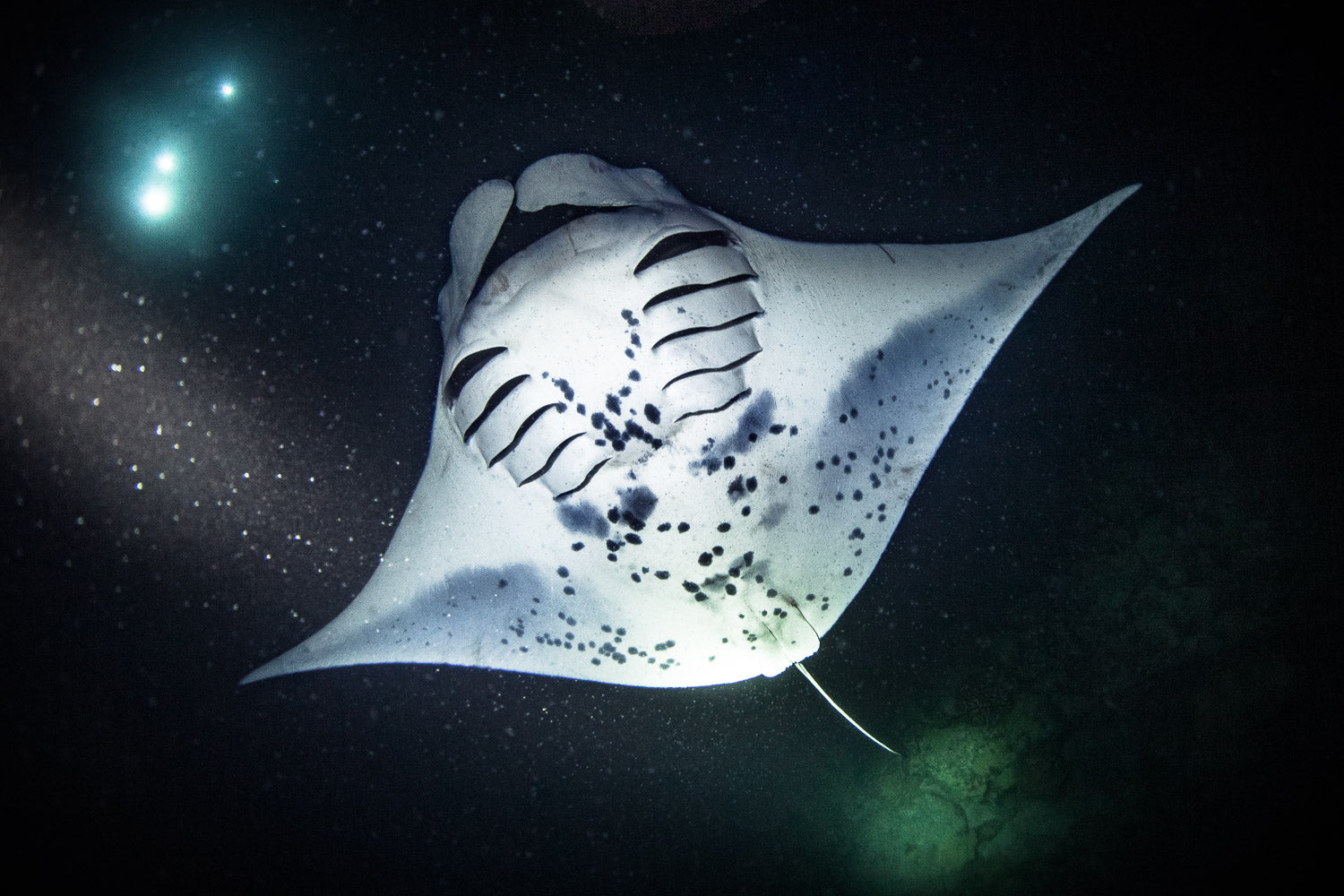 "Manta" - Kona, Hawaii (Manta Ray)