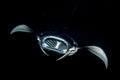 "Manta Gills" - Kona, Hawaii (Manta Ray)