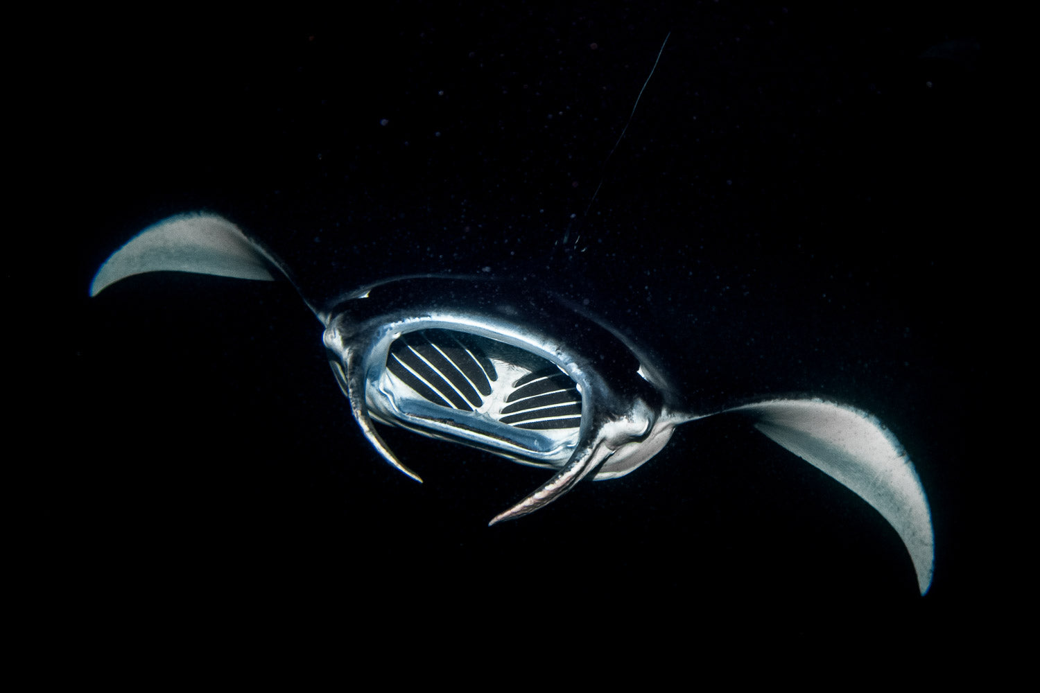 "Manta Gills" - Kona, Hawaii (Manta Ray)