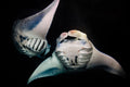 "Manta Love" - Kona, Hawaii (Manta Ray)