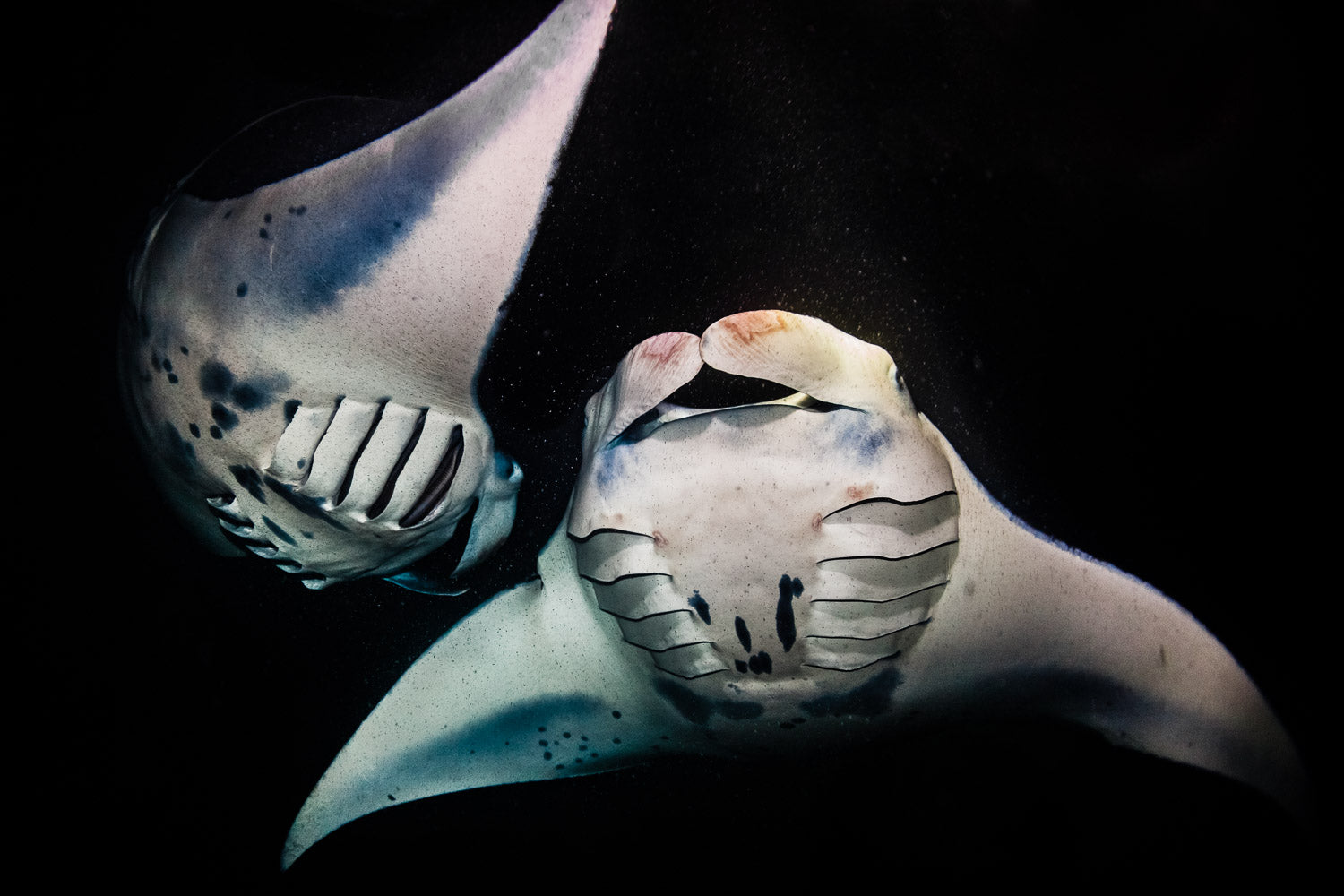 "Manta Love" - Kona, Hawaii (Manta Ray)