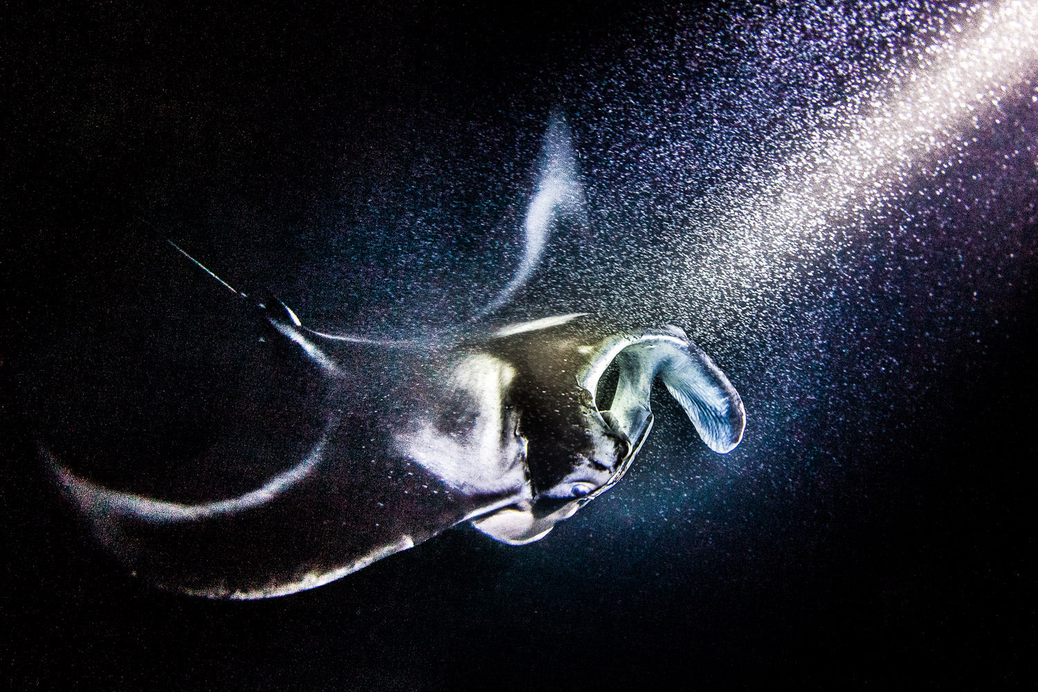 "Manta Ray" - Kona, Hawaii (Manta Ray)