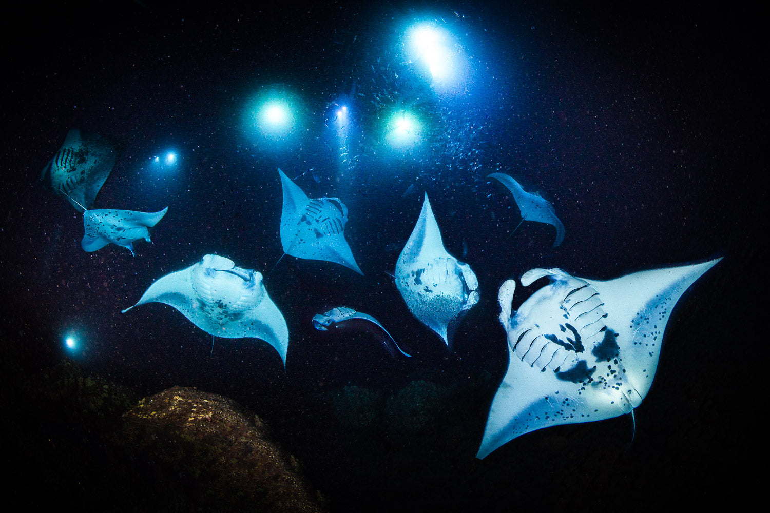 "Manta Squad"