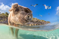 "Medusa" - Pig Island, The Bahamas