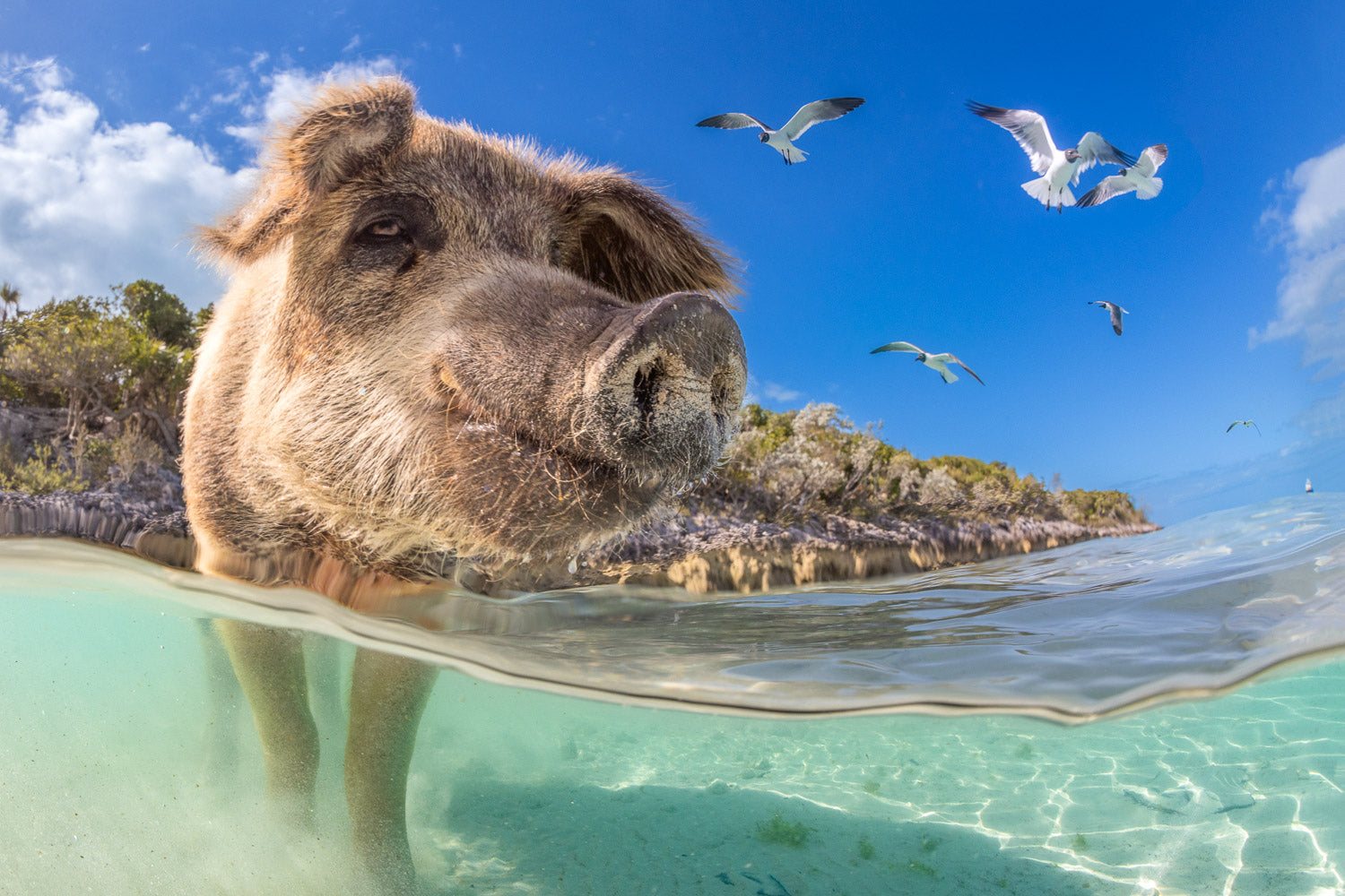 "Medusa" - Pig Island, The Bahamas