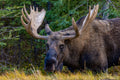 "Mess with the Bull" - Jasper, Alberta, Canada (Moose)
